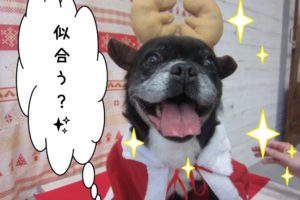 トナカイさんミックス