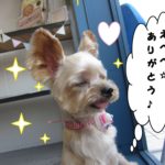 笑顔ヨーキー