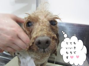 シャンプー中トイプードル