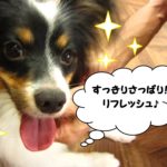 笑顔舌出しパピヨン