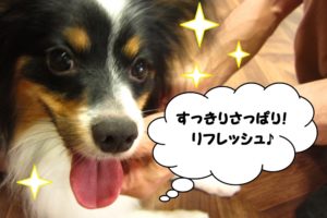 笑顔舌出しパピヨン