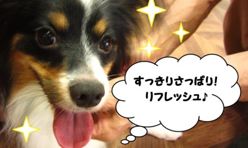 笑顔舌出しパピヨン