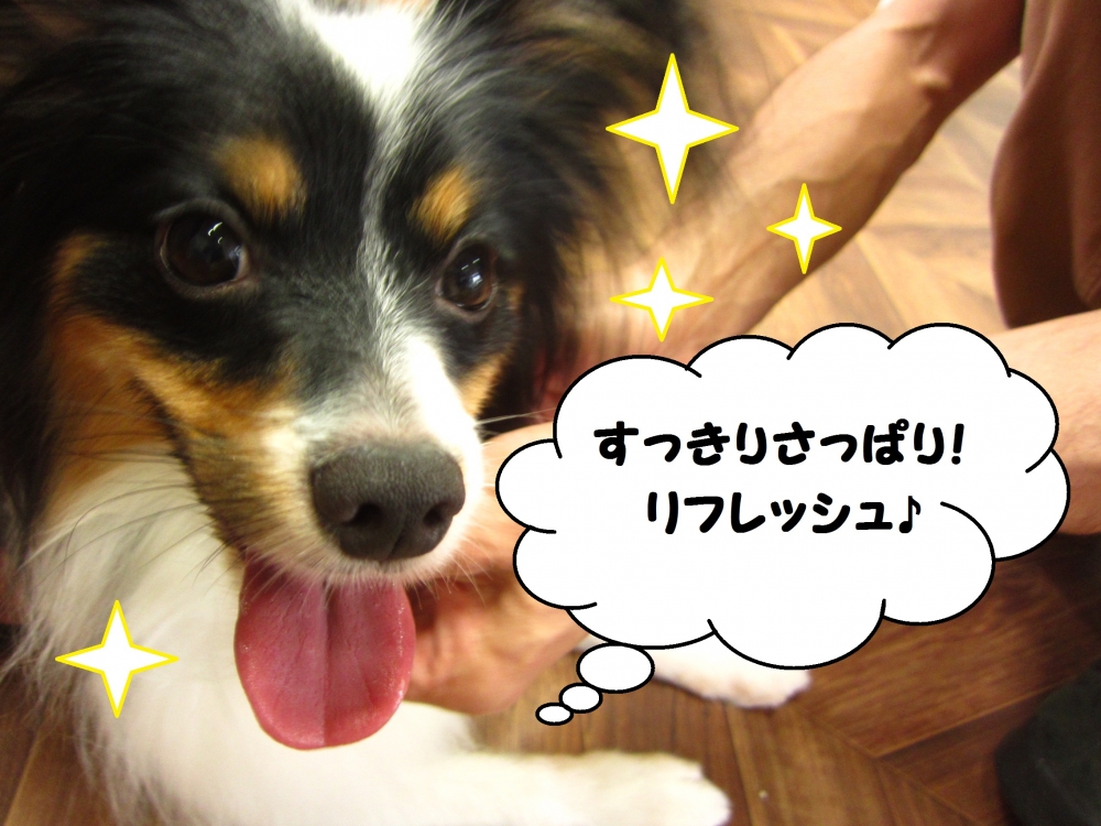 笑顔舌出しパピヨン