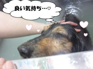 スパ中ミニチュアダックス