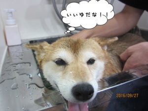 スパ中柴犬