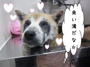 スパ中柴犬