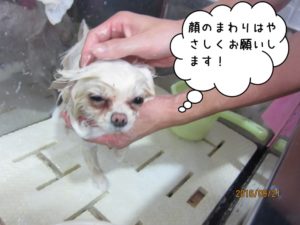 シャンプー中ポメラニアン