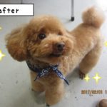 微笑むトイプードル