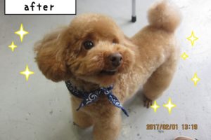 微笑むトイプードル