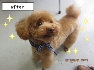 微笑むトイプードル