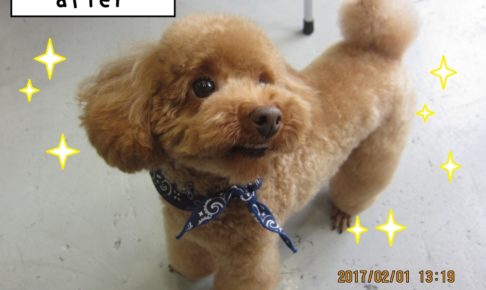 微笑むトイプードル