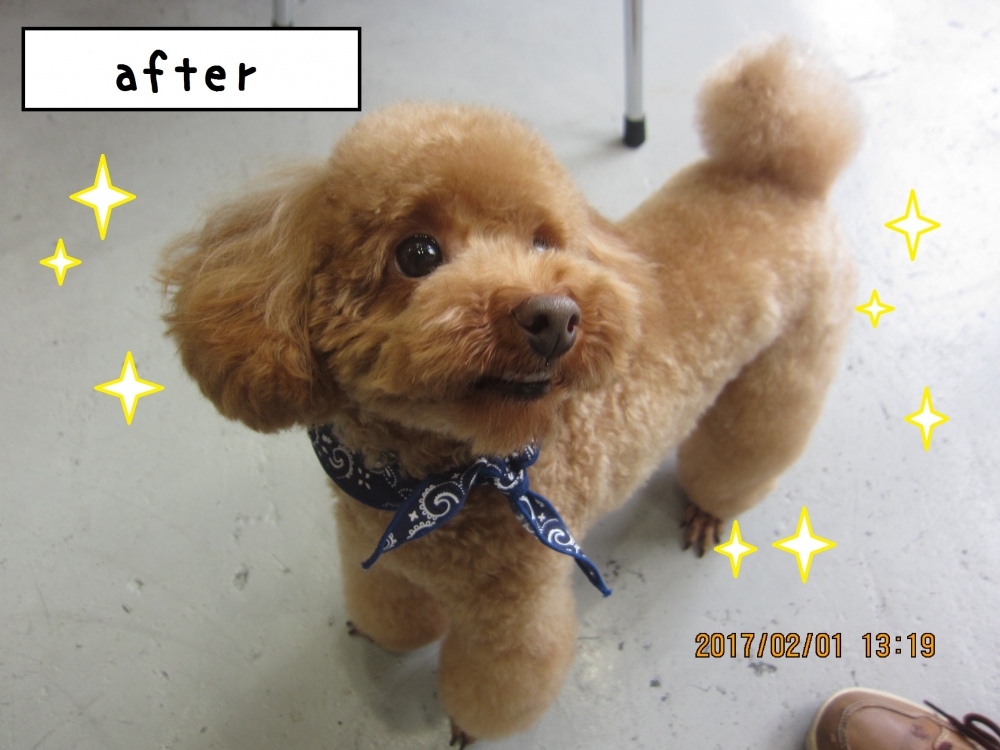 微笑むトイプードル