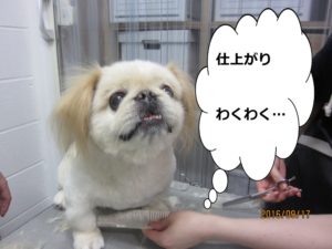 施術前ペキニーズ