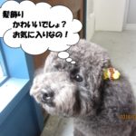 髪飾りトイプードル