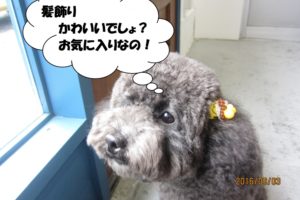 髪飾りトイプードル