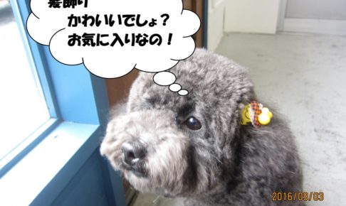 髪飾りトイプードル