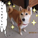 おすまし柴犬