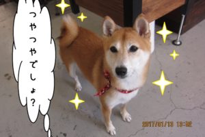 おすまし柴犬