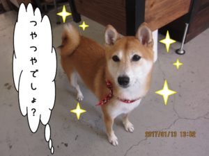 おすまし柴犬