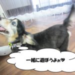 甘えるミニチュアダックス