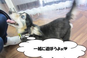 甘えるミニチュアダックス