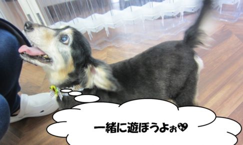 甘えるミニチュアダックス