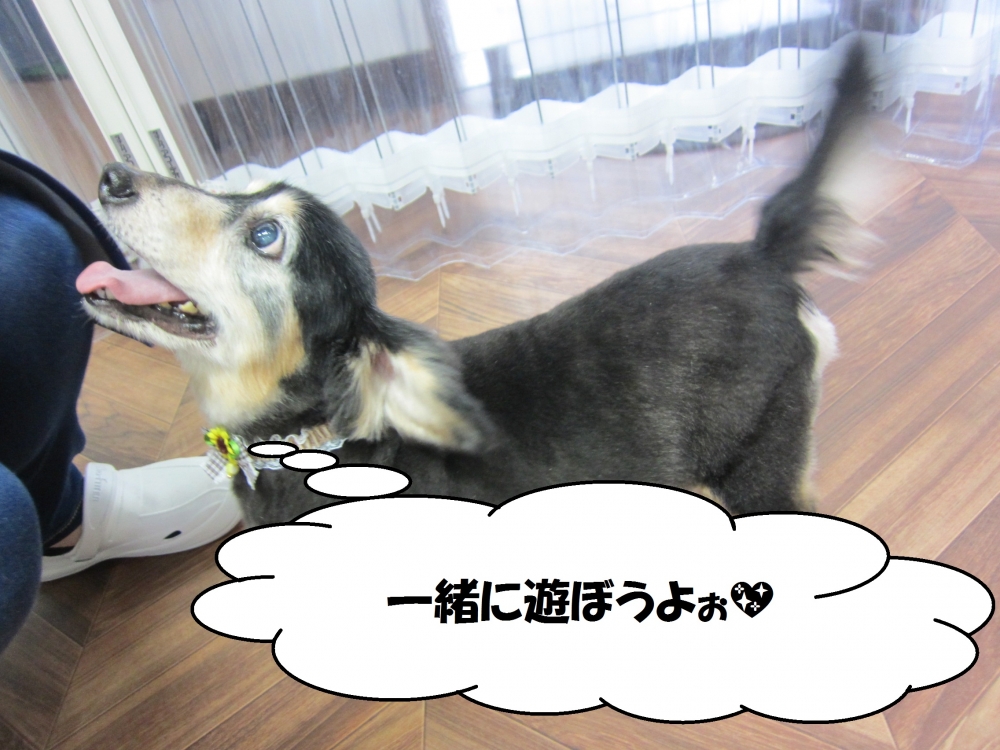 甘えるミニチュアダックス