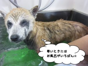 スパ中柴犬