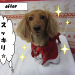 サンタさんミニチュアダックス