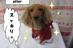 サンタさんミニチュアダックス