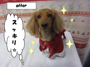 サンタさんミニチュアダックス