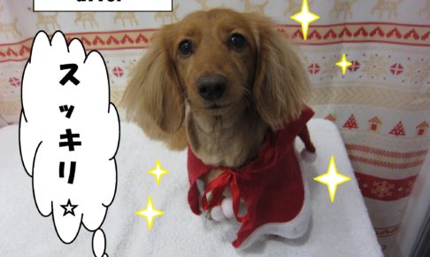 サンタさんミニチュアダックス