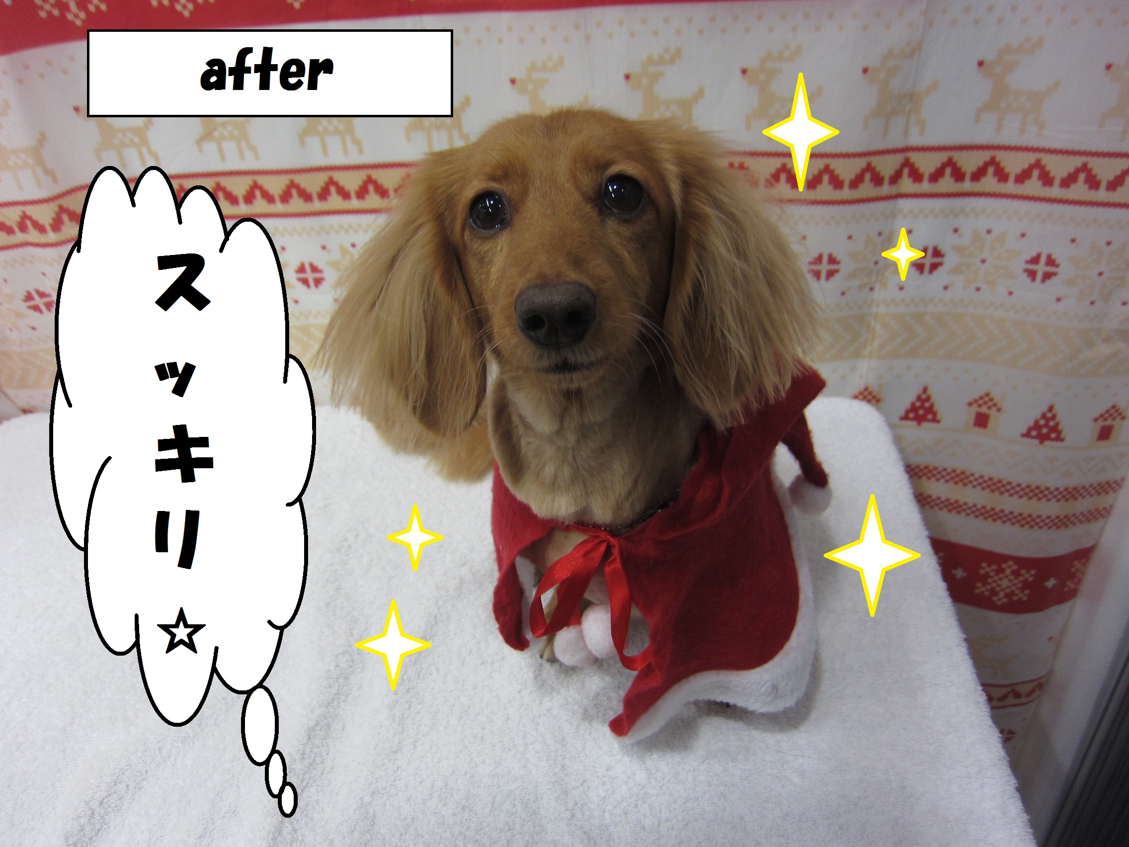 サンタさんミニチュアダックス