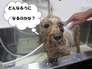 シャンプー中トイプードル