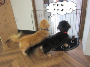 施術後ミニチュアダックス