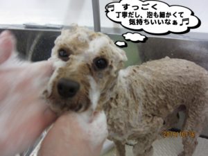 シャンプー中トイプードル