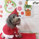 サンタさんトイプードル