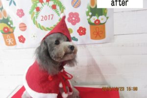 サンタさんトイプードル