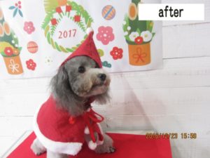 サンタさんトイプードル