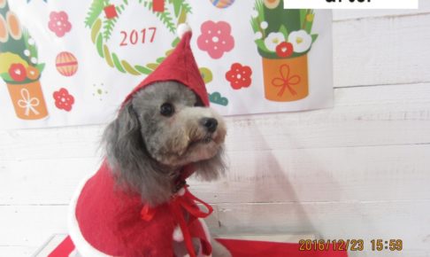 サンタさんトイプードル