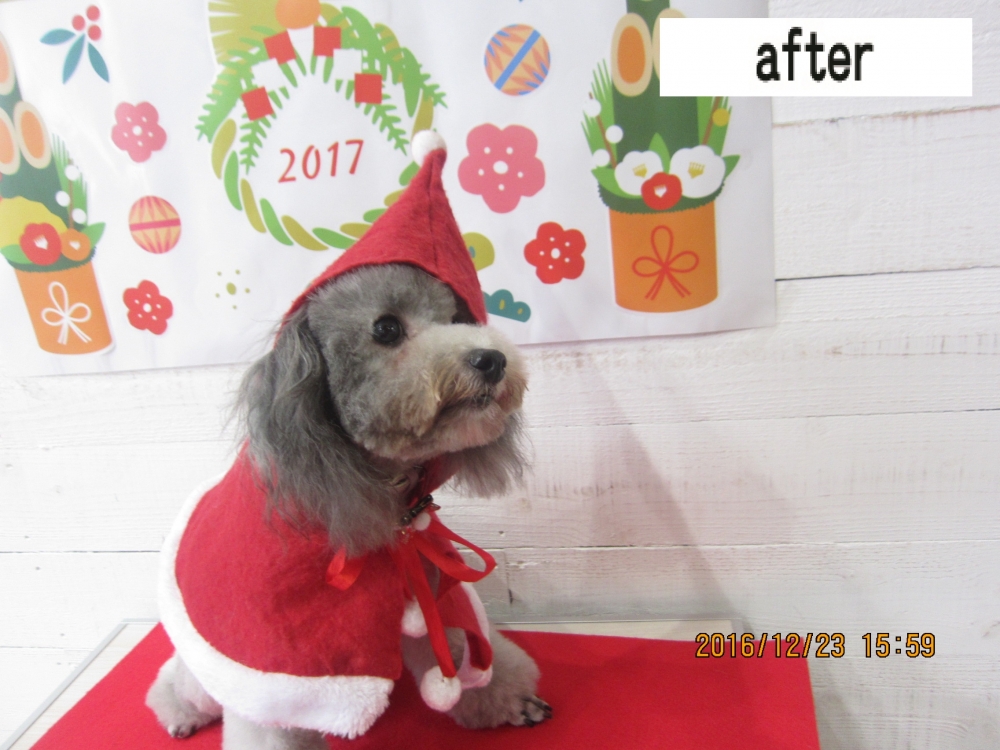 サンタさんトイプードル