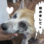 上目遣い柴犬