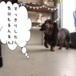 るんるんミニチュアダックス