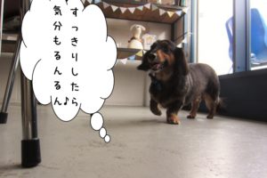 るんるんミニチュアダックス