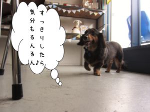 るんるんミニチュアダックス