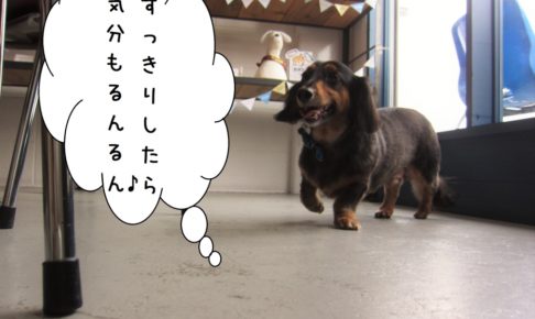 るんるんミニチュアダックス