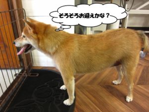 施術後柴犬