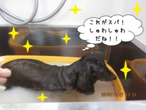 スパ中ミニチュアダックス