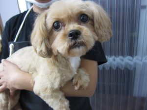 カット前ミックス