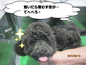 スパ中トイプードル